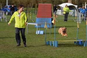 Agility wedstrijd 2016