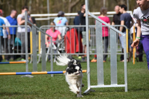 Agility wedstrijd 2018