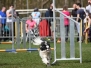 Agility wedstrijd 2018