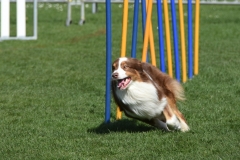 Wedstrijd agility 2018  (9)-10