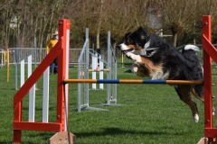 Wedstrijd agility 2018  (9)-12