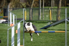 Wedstrijd agility 2018  (9)-16