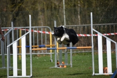 Wedstrijd agility 2018  (9)-2