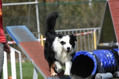 Wedstrijd agility 2018  (9)-3