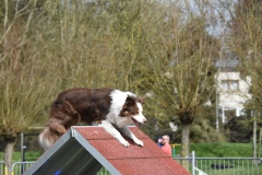 Wedstrijd agility 2018  (9)-4