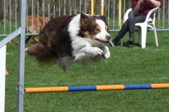 Wedstrijd agility 2018  (9)-6