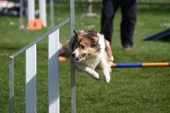 Wedstrijd agility 2018  (9)-7