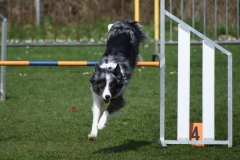 Wedstrijd agility 2018  (9)-8