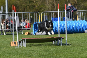 Agility wedstrijd 2019