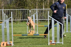 Wedstrijd-Agility-2019-1