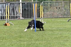 Wedstrijd-Agility-2019-10