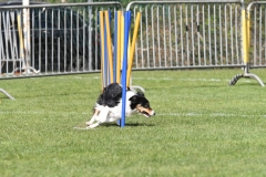 Wedstrijd-Agility-2019-11