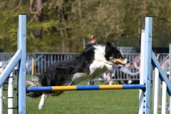 Wedstrijd-Agility-2019-12