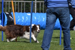 Wedstrijd-Agility-2019-13