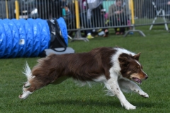 Wedstrijd-Agility-2019-15