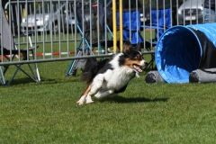 Wedstrijd-Agility-2019-16