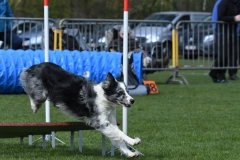 Wedstrijd-Agility-2019-17