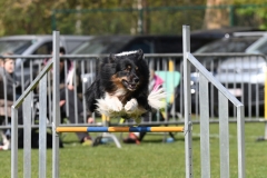 Wedstrijd-Agility-2019-18