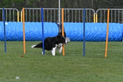 Wedstrijd-Agility-2019-19