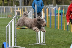 Wedstrijd-Agility-2019-22