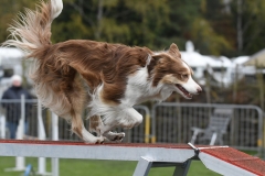 Wedstrijd-Agility-2019-24