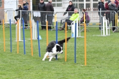 Wedstrijd-Agility-2019-27