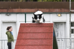 Wedstrijd-Agility-2019-28