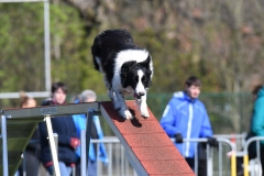 Wedstrijd-Agility-2019-3