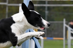 Wedstrijd-Agility-2019-30