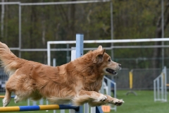 Wedstrijd-Agility-2019-33