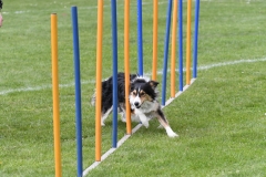 Wedstrijd-Agility-2019-35