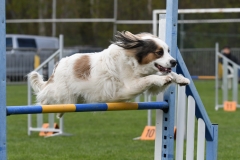 Wedstrijd-Agility-2019-36