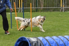 Wedstrijd-Agility-2019-37