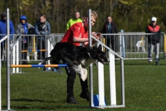 Wedstrijd-Agility-2019-4