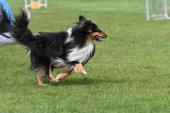 Wedstrijd-Agility-2019-41