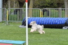 Wedstrijd-Agility-2019-42