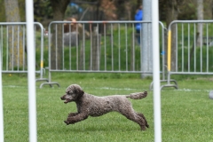 Wedstrijd-Agility-2019-43