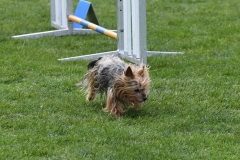 Wedstrijd-Agility-2019-44