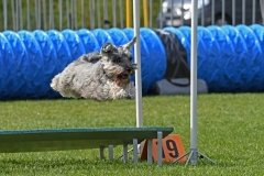 Wedstrijd-Agility-2019-45