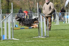 Wedstrijd-Agility-2019-46