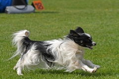 Wedstrijd-Agility-2019-47