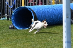Wedstrijd-Agility-2019-48