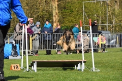 Wedstrijd-Agility-2019-49