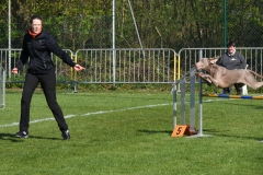 Wedstrijd-Agility-2019-51