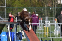 Wedstrijd-Agility-2019-6