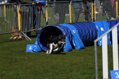 Wedstrijd-Agility-2019-8