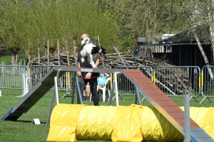 Agility wedstrijd 2022