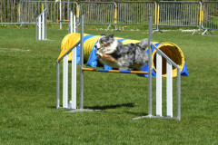 Agility-wedstrijd-15-04-2023-12