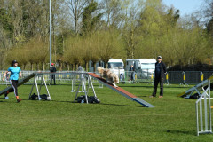 Agility-wedstrijd-15-04-2023-2