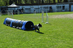 Agility-wedstrijd-15-04-2023-7